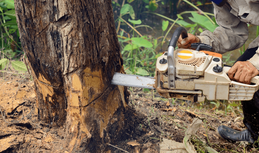 All About Tree Service 